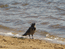 Местный житель, тоже любит гулять по берегу